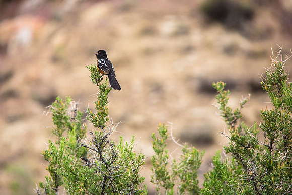 Spotted Towhee - Pipilo maculatus