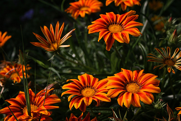 Orange flower2