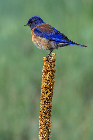 Western Bluebird
