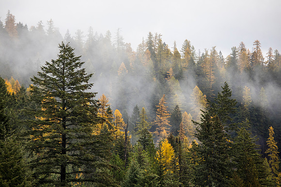 Cloudy Trees