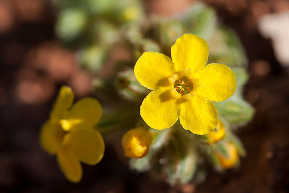 Yellow Cryptanth - Cryptantha flava