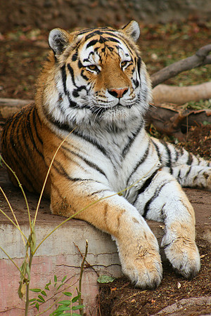 Siberian Tiger
