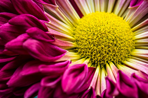 Red Wing Class 9 - Chrysanthemum sp.