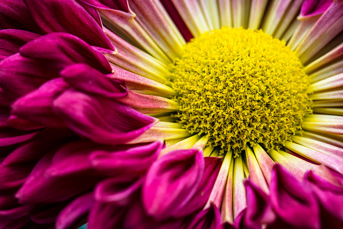 Red Wing Class 9 - Chrysanthemum sp.