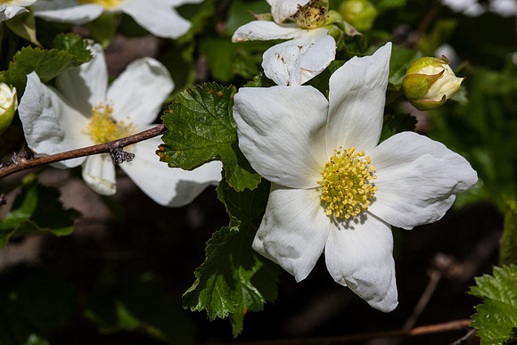 Delicious Raspberry - Rubus deliciosus