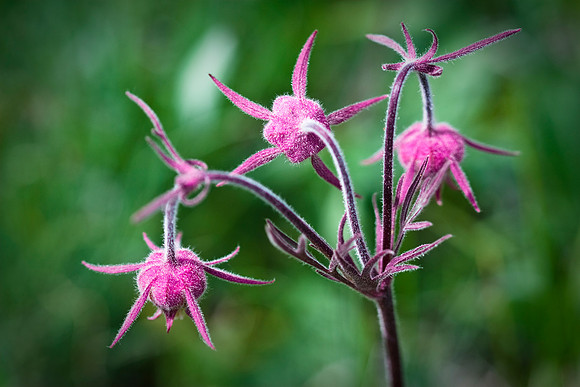Prairie Smoke