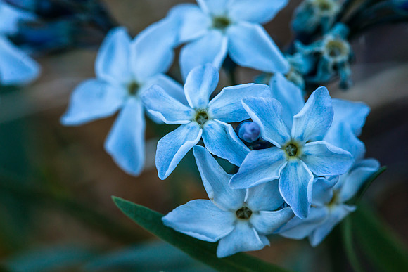 Tomentose Amsonia - Amsonia tomentosa