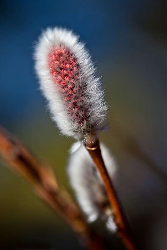 Willow Bud