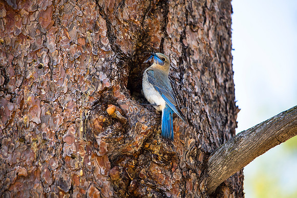 Mountain Bluebird with Feather - Sialia currucoides