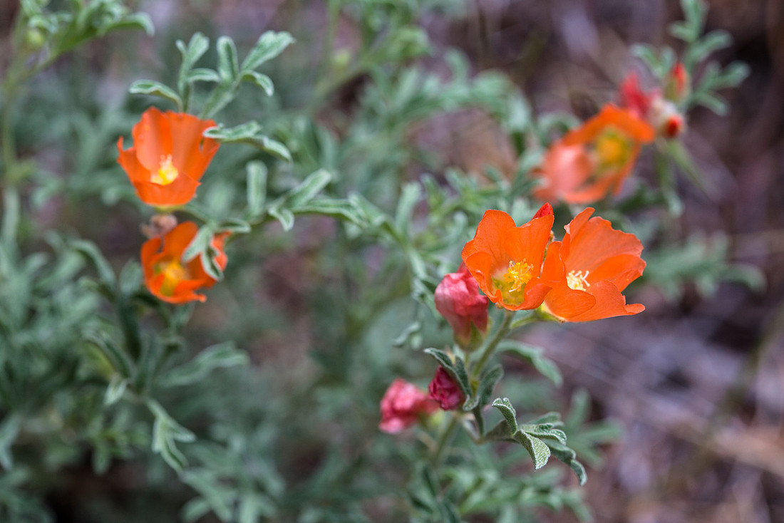 Scarlet Globemallow - Sphaeralcea coccinea