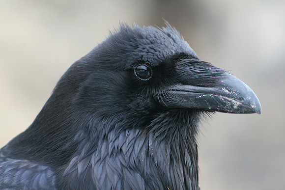 Raven