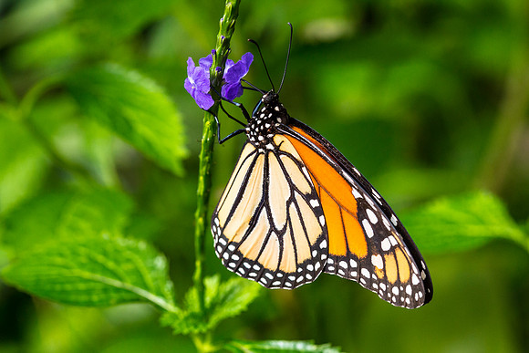 Monarch Butterfly - Danaus plexippus