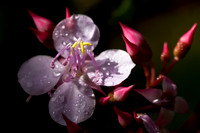Native Begonia