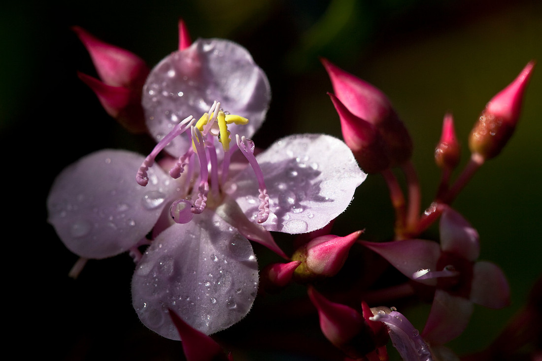 Native Begonia
