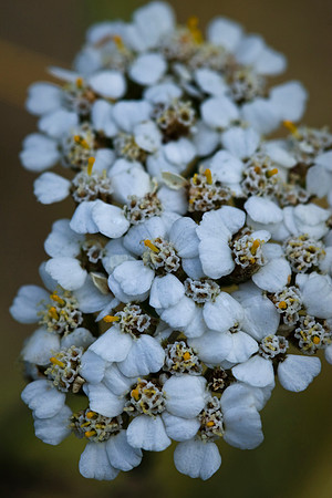Yarrow