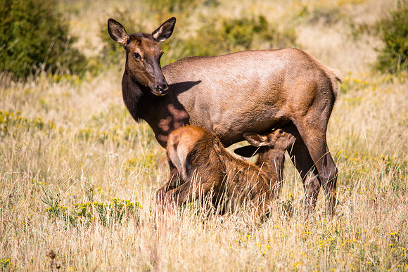 Nursing Elk