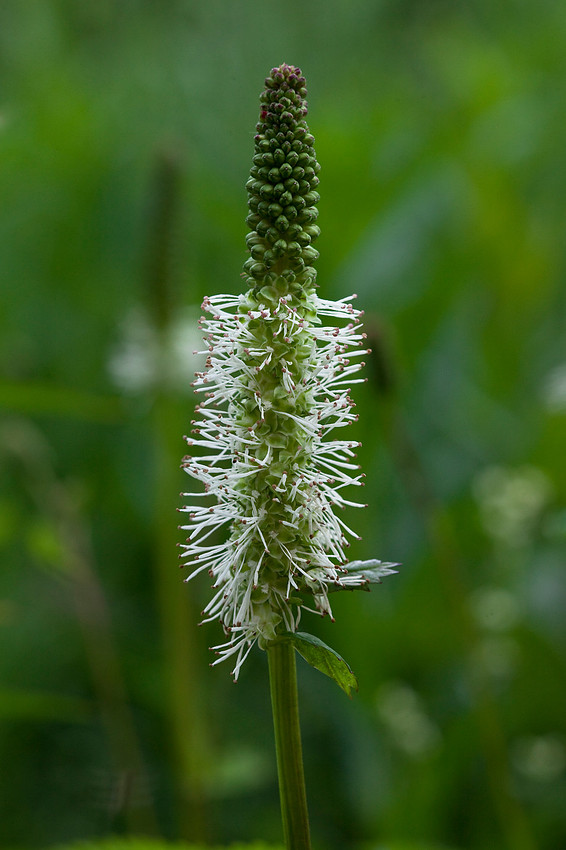 Sitka Burnet - Sanguisorba stipulata