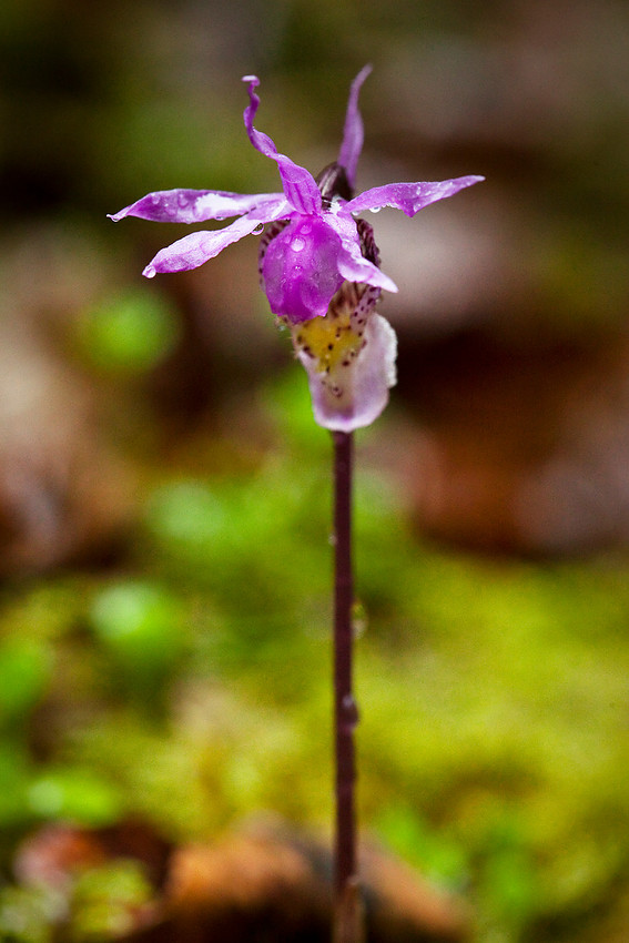 Calypso Orchid - Calypso bulbosa
