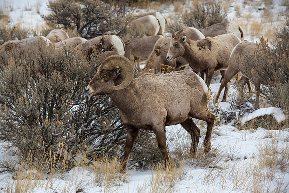 Bighorn Herd