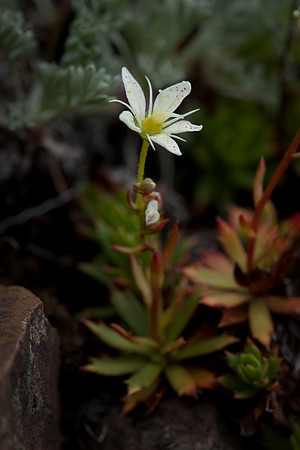 Prickly Saxifrage - Saxifraga triduspidata