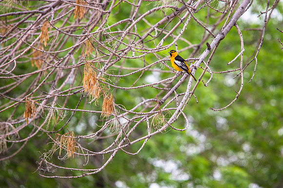 Bullock's Oriole (3)- Icterus bullockii