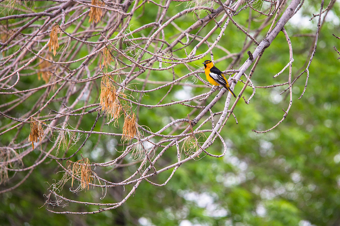 Bullock's Oriole (3)- Icterus bullockii