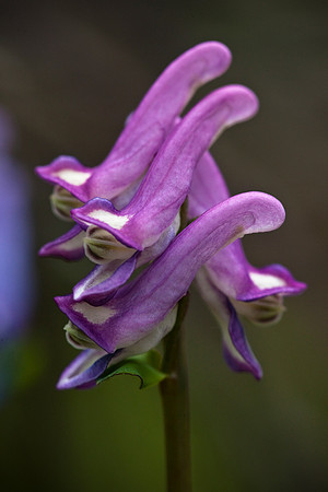 Few Flowered Corydalis
