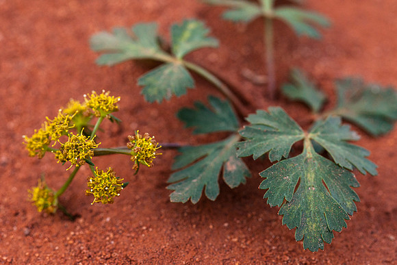 Sweetroot spring parsley - Cymopterus newberryi
