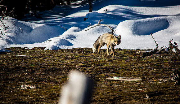 Red Fox on the Prowl