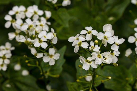 Common Watercress - Nasturtium officinale
