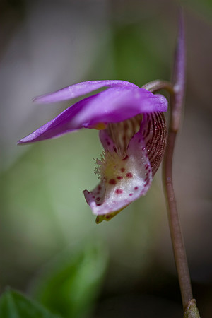 Calypso Orchid