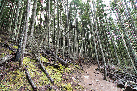 Avalanche Creek Trail