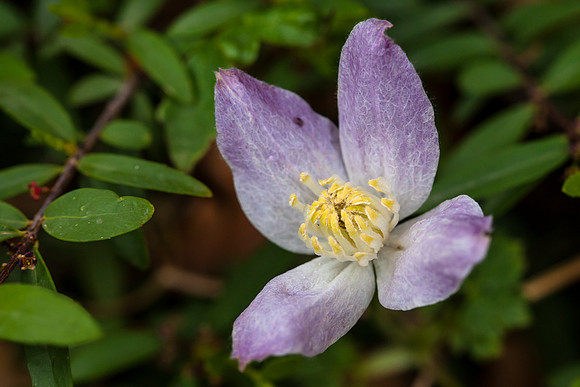 Rock Clematis - Clematis columbiana