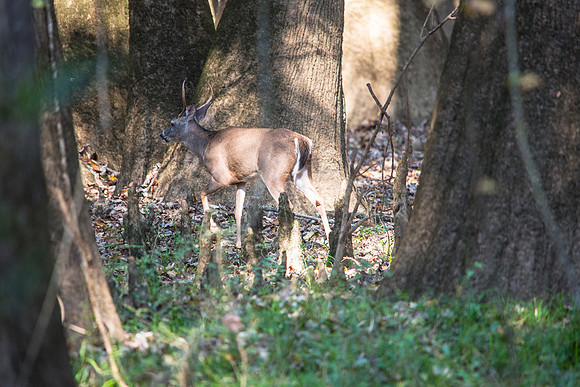 White-tailed Deer