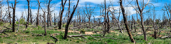 New Growth Panorama