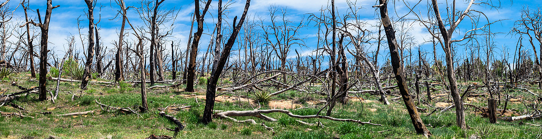 New Growth Panorama