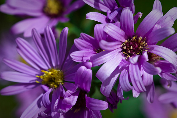 Showy Aster