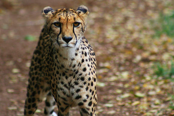 Cheetah (2)