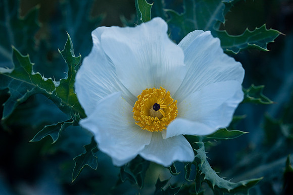 Pua Kala Poppy