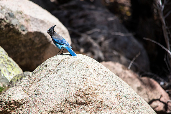 Stellar's Jay - Cyanocitta stelleri