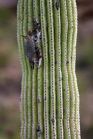 Gila Woodpecker