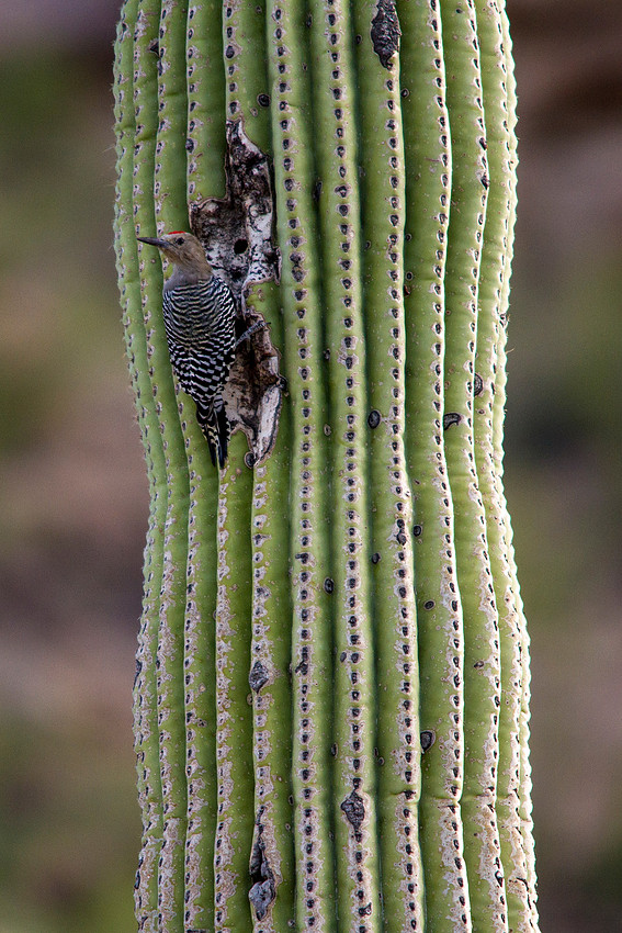 Gila Woodpecker