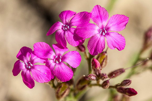 Hayden's Gilia - Aliciella haydenii