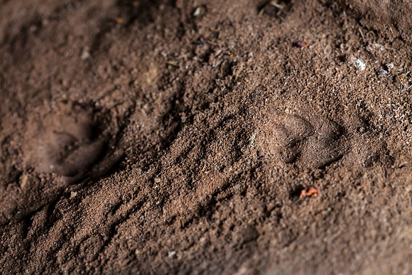 Footprints Near the Spring