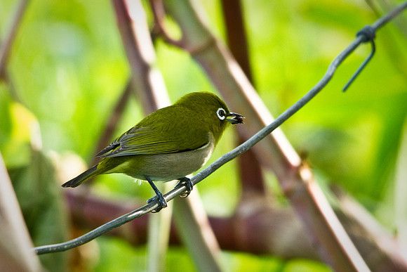 Japanese White-eye