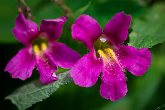 Lewis Monkey Flower