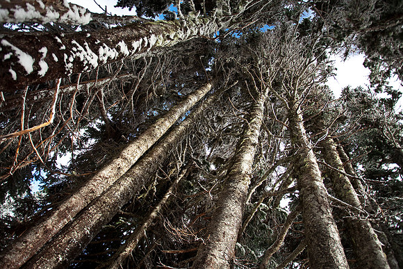 Under the Trees