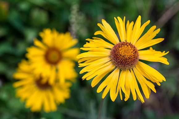 Brown-eyed Susan (2) - Gaillardia aristata