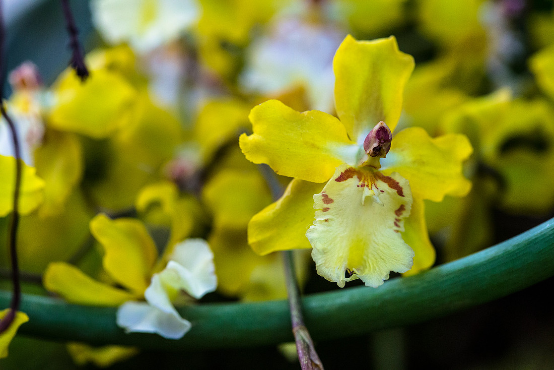 Miltonia sp.