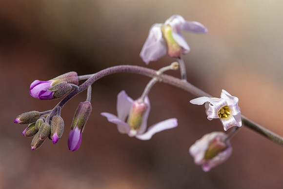 Pretty Rockcress - Arabis perennans